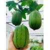 KSGARDEN 5 PCS TAIWAN APPLE LUFFA F1 SUPER SWEET ,