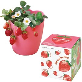 Seishin Pottery GD-1000 Autumn/Winter Home Garden, Easy Cultivation Kit, Freshly Picked Strawberries, Vegetables, Cultivation Set (Free Research/Food Education), Pot Diameter Approx. 4.7 inches (12