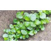 2000+ Seeds Crab Claw Herb Seeds rau cang cua Pepper