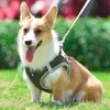 Dog and Cat Universal Harness with Leash - Cat Harness