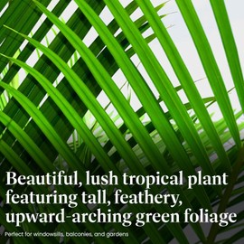 American Plant Exchange Majesty Palm – 10-Inch Pot – Live Tropical Houseplant with Arching Green Fronds, Easy Care Indoor or Patio Plant for Home, Office, Apartment & Landscape Décor
