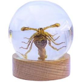 Real Insect Brown Scorpion Globe