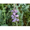 Linaria purpurea | Purple Toadflax | 10 Seeds