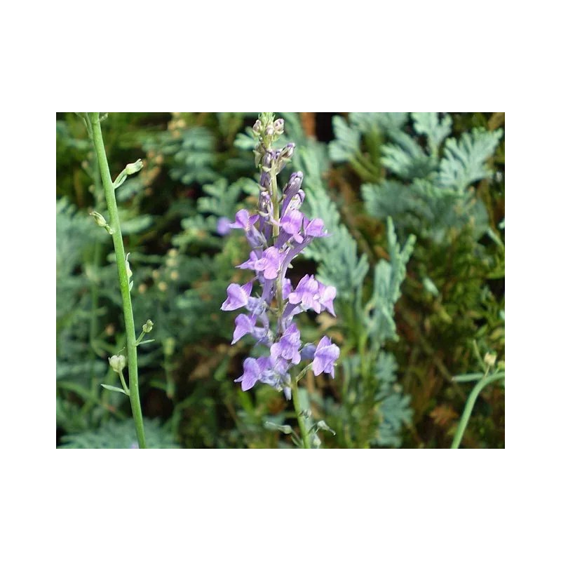 Linaria purpurea | Purple Toadflax | 10 Seeds