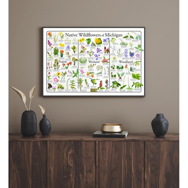 Native Wildflowers of Michigan Flower Identification Poster / Native Plant