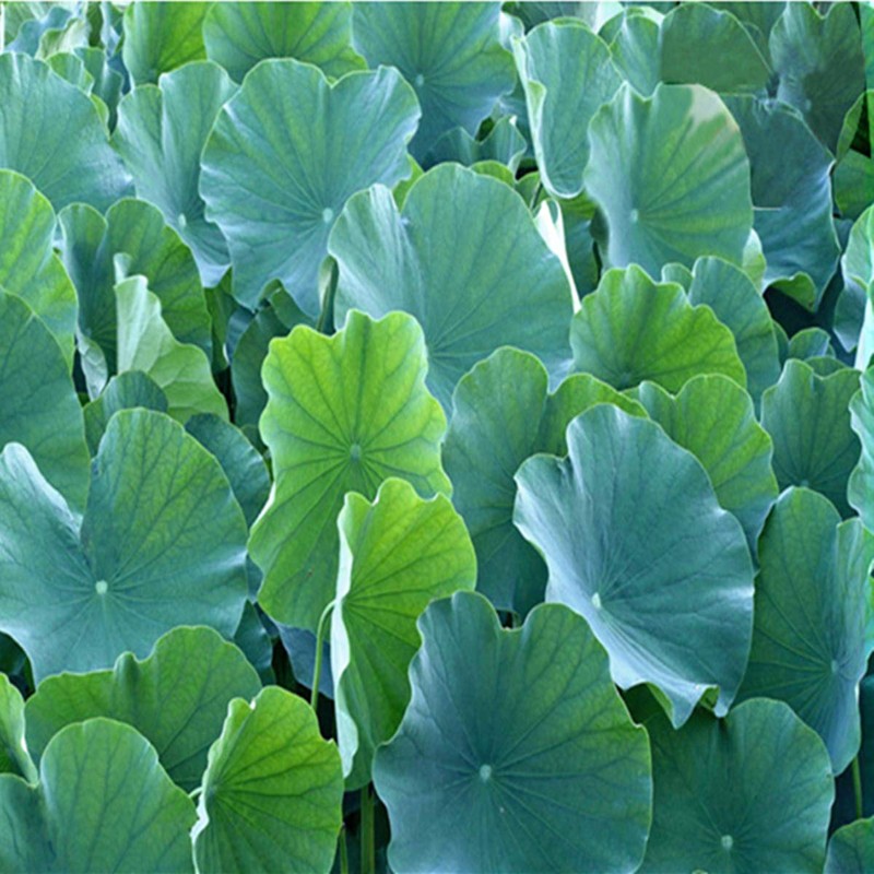 20g Lose Fat Herbal Tea Dried Loose Lotus Leaf Tea