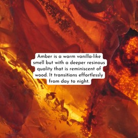 Herb & Root Amber Perfume Oil Rollerball (Roll On) for Women | Musky, earthy, honey fragrance