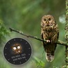 speecheese Owl Wall Clock with Saying Der frühe Vogel kann