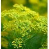 Dill, Bouquet (Anethum graveolens) Herb Seeds, Compact Size, Quick to