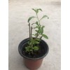 Goji 10 Goji Berry Fresh Cutting 6” Each Stick Ready