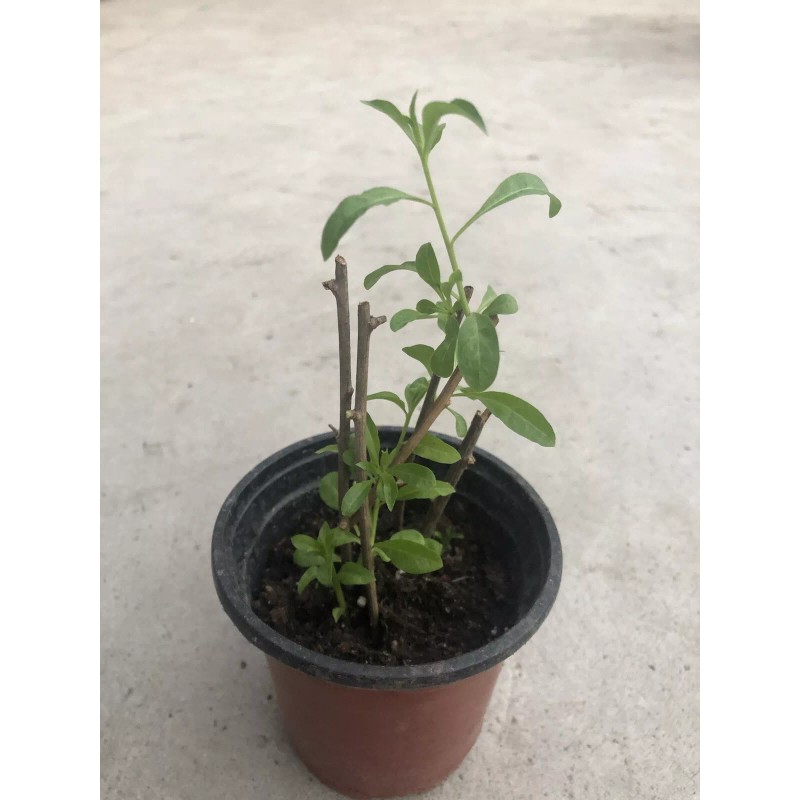 Goji 10 Goji Berry Fresh Cutting 6” Each Stick Ready