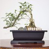 MUZHI 3PCS Large Rectangular Bonsai Tree Pots Planters with Tray
