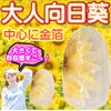 Sunflower Nail Tip, Round Shape, Yellow, Summer, Made in Japan