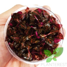 Alternanthera Reineckii Rosanervig Red Tissue Culture Cup Freshwater Live Aquarium Plants Decoration BUY2GET1FREE