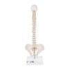 3B Scientific Human Anatomy - Mini Spine Model on Tripod