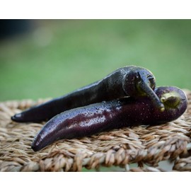 Count Dracula Vampire Pepper Premium Seed Packet