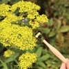 Pollinator Rod