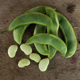 Southeast Seeds Burpee Improved Lima Bean Seeds, Butter Beans, NON-GMO, Heirloom,  FREE SHIPPING - 200 Seeds or 1/2 LB