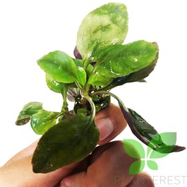 Planterest - Dwarf Lobelia Cardinalis Purple Underneath Leaves Live Aquarium Plant Stems Decorations BUY2GET1FREE