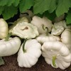 25 Early White Bush Scallop Summer Squash Seeds for Planting.