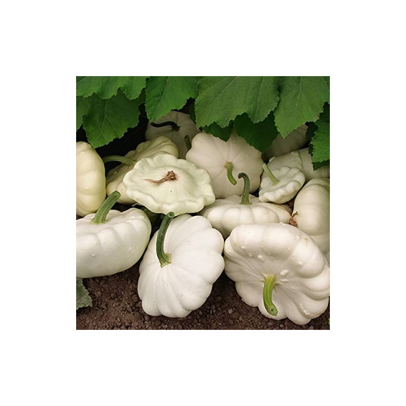 25 Early White Bush Scallop Summer Squash Seeds for Planting.