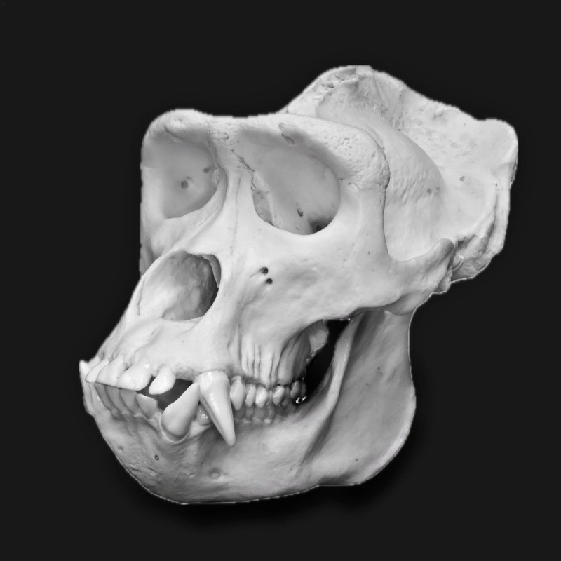Gorilla Skull Replica (1:1 Scale Male Silverback)