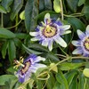 Passiflora Seeds - Packet - Blue/White Flower Seeds, Heirloom Seed,