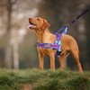 Annchwool No Pull Dog Harness with Soft Padded Handle,Escape Proof