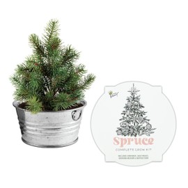BUZZY Spruce Christmas Tree to Be Mini Basin Grow Planter Kit, Grow Your Own Christmas Tree, Best Holiday Gardening Gifts, Favors, Parties, Events, Unique, & Fun, Growth Guaranteed