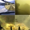 Bunny Walk BW-024 BW-0243Y Gunmetal YELLOW Night Driving Night Fishing