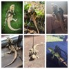 ADOGGYGO Bearded Dragon Lizard Leash Harness - 3 Size Pack