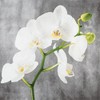 20 Small Cocktail Napkins White Orchid Flowers Timeless Table Decoration