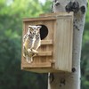 Screech Owl House With Bird Stand - Large Cedar Premium