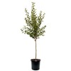 American Plant Exchange Apple Tree 'Pink Lady' – Live Fruit-Bearing