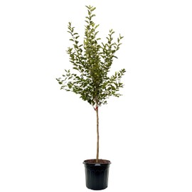 American Plant Exchange Apple Tree 'Pink Lady' – Live Fruit-Bearing Plant, 7-Gallon Pot, Cold-Hardy, for Home Orchards, Backyard Gardens & Edible Landscapes