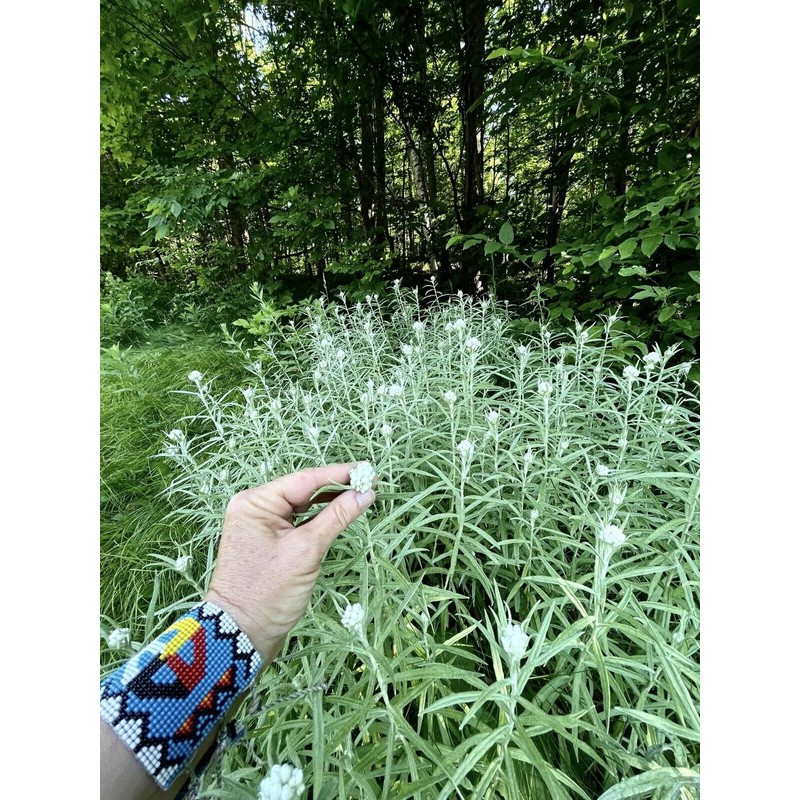 Tinctura Transforma Apothecary Monastery Healing Herbal tea , Old Formula