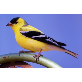 PRDSEED Finch Max Mix - 25 lb Bag