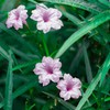 Outsidepride Pink Mexican Petunia - 30 Seeds