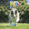 Fancy Pets Pelota Fetch Curvy Color Azul con Sonido para