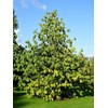 American Plant Exchange Paw Paw Tree, Live 1-Gallon Pot, Tropical-Looking