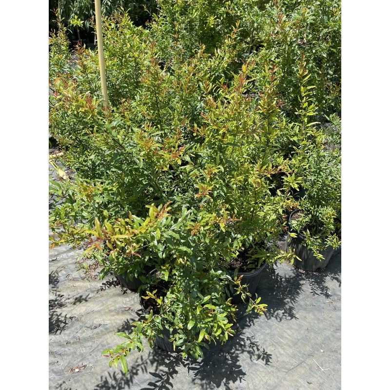 Tree POMEGRANATE TREE (Grafted) 3 Feet Tall.