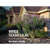 Southern Seeds Vitex, Chaste Tree (Texas Lilac) - 20 Seeds