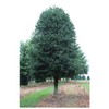 "Nellie R Stevens Holly - Healthy Plants – Potted Plant