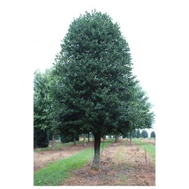 "Nellie R Stevens Holly - Healthy Plants – Potted Plant - Super Roots - 6" - 8" Tall - 3 Plants by Growers Solution