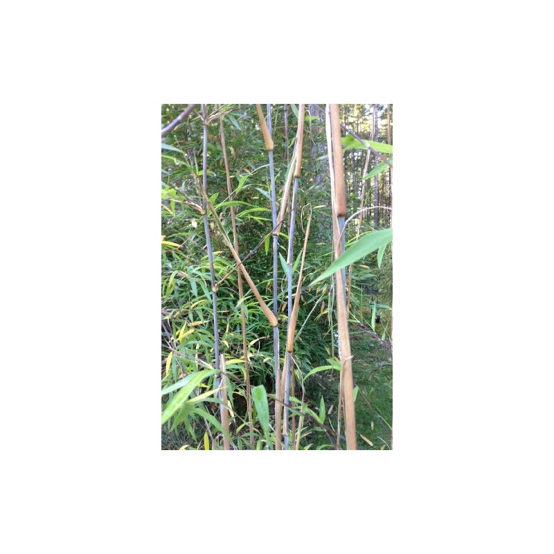 Borinda Macclureana, Live Tibetan Clumping Bamboo, Great Hedge or Specimen.