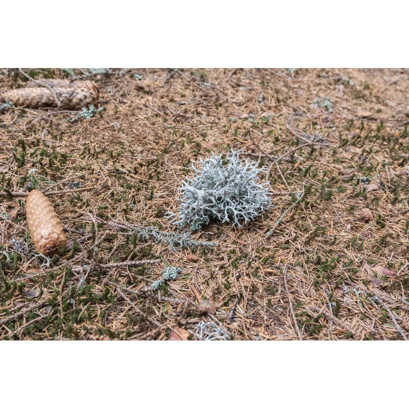 Health Embassy Iceland Moss (Cetraria islandica), 50g