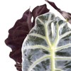 United Nursery Alocasia Polly Live Plant in 6 inch White