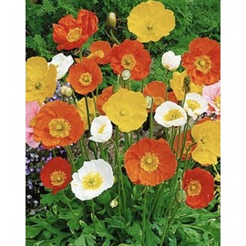 Papaver somniferum Sale!! Organic blue poppy seeds grow beautiful poppies,  12g =41400 Seeds.