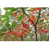 Kristin Cherry Tree Seeds - 20 Cherry Seeds - Qualityseeds4less