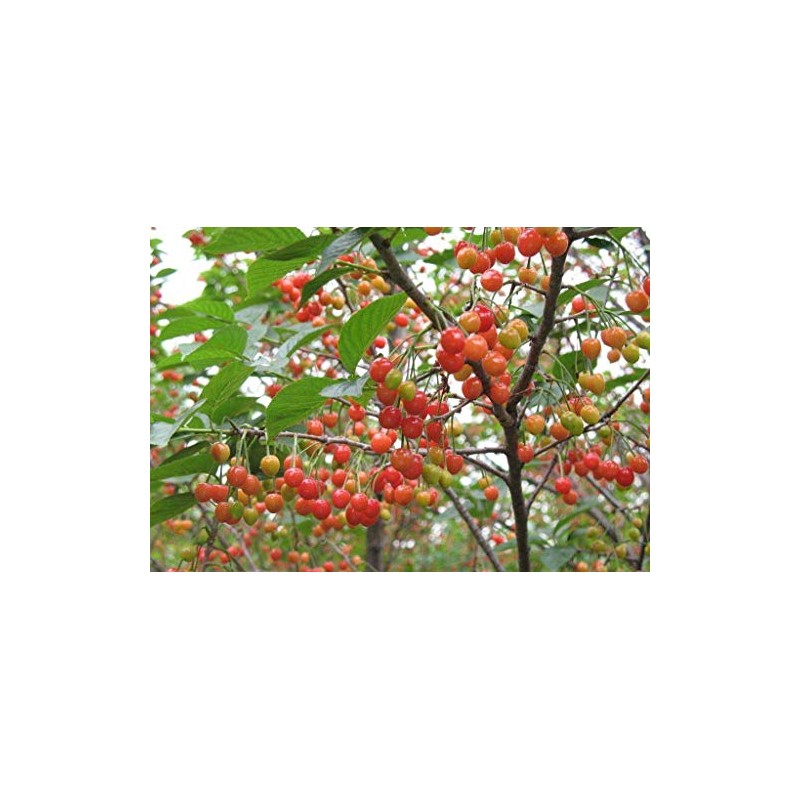 Kristin Cherry Tree Seeds - 20 Cherry Seeds - Qualityseeds4less